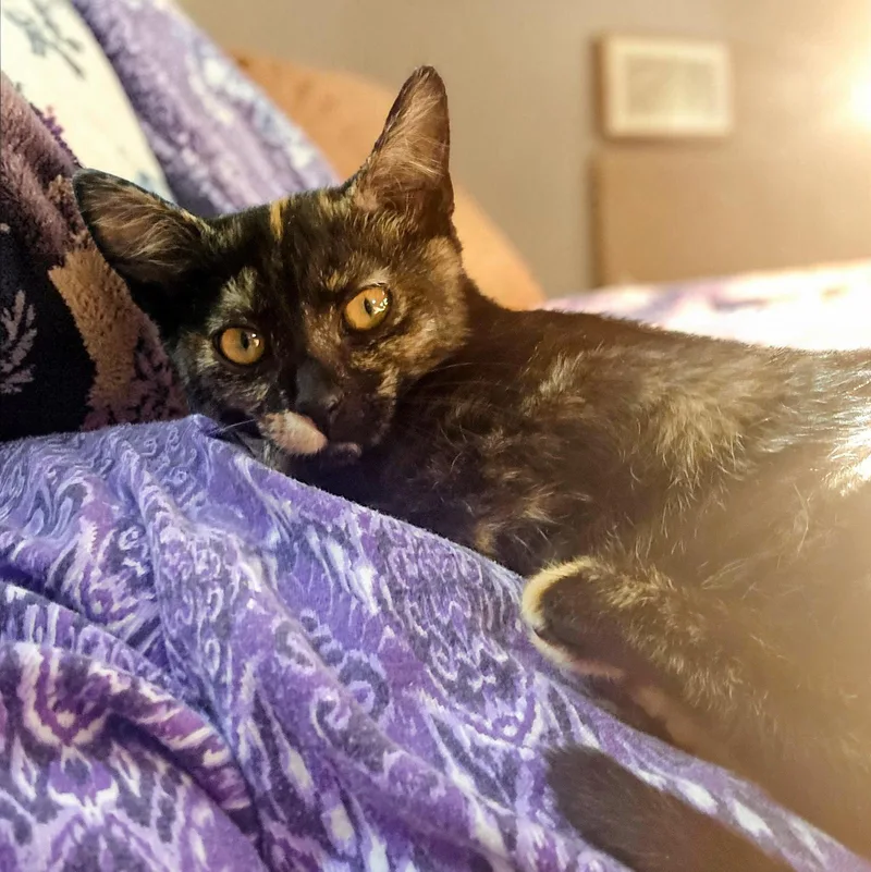 A baby medium-sized female Domestic Short Hair cat named Betty Girl for adoption in San Jose, CA