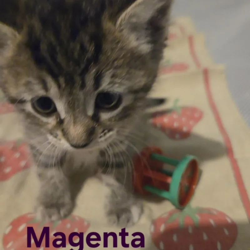 A baby small-sized female Brown / Chocolate Domestic Short Hair cat named Magenta for adoption in Edwardsville, IL