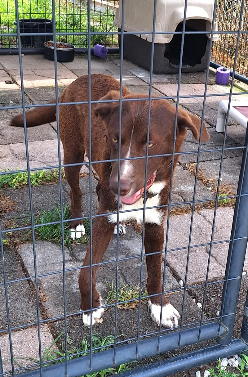 A baby medium-sized male Red / Chestnut / Orange Mixed Breed dog named Trace for adoption in Clay City, KY