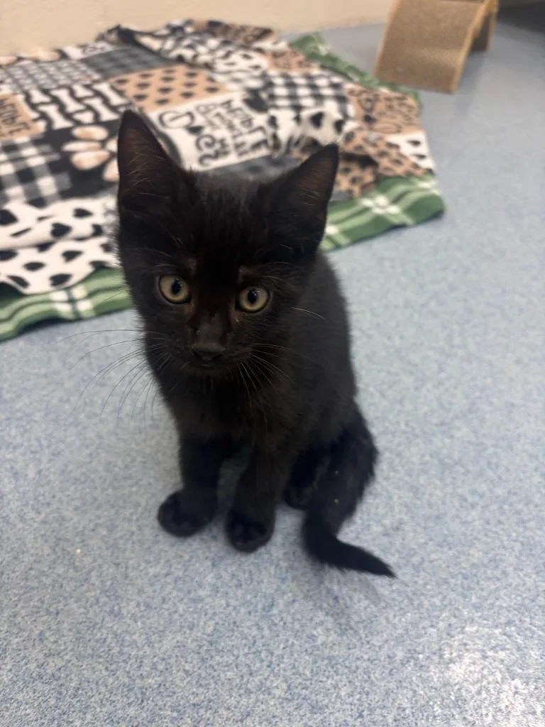 A baby medium-sized male Domestic Short Hair cat named Toby for adoption in Portland, IN