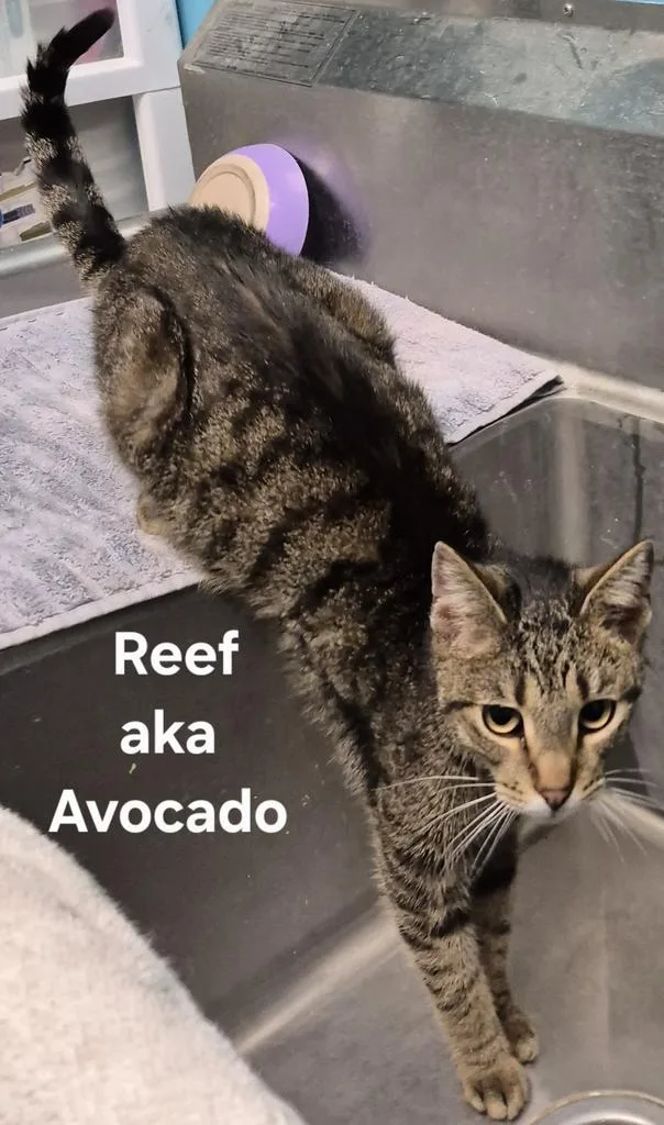 Reef