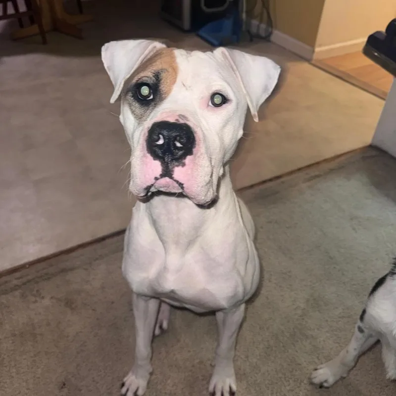 An adult medium-sized male White / Cream American Bulldog dog named Apollo for adoption in Newark, NJ