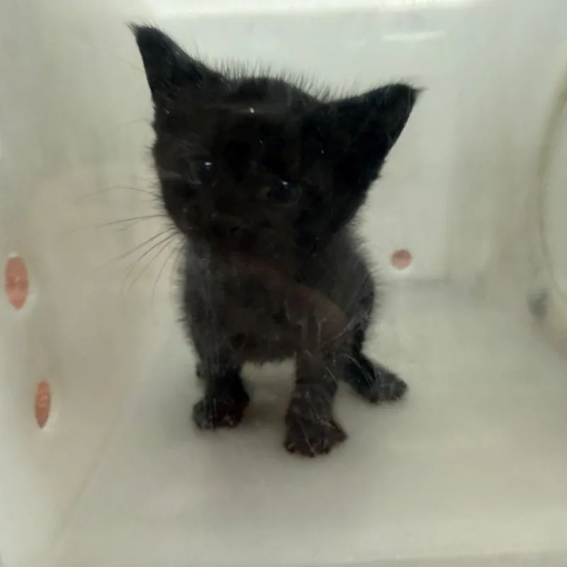 A baby small-sized male Black Domestic Short Hair cat named Frankenstein's Monster for adoption in Columbus, GA