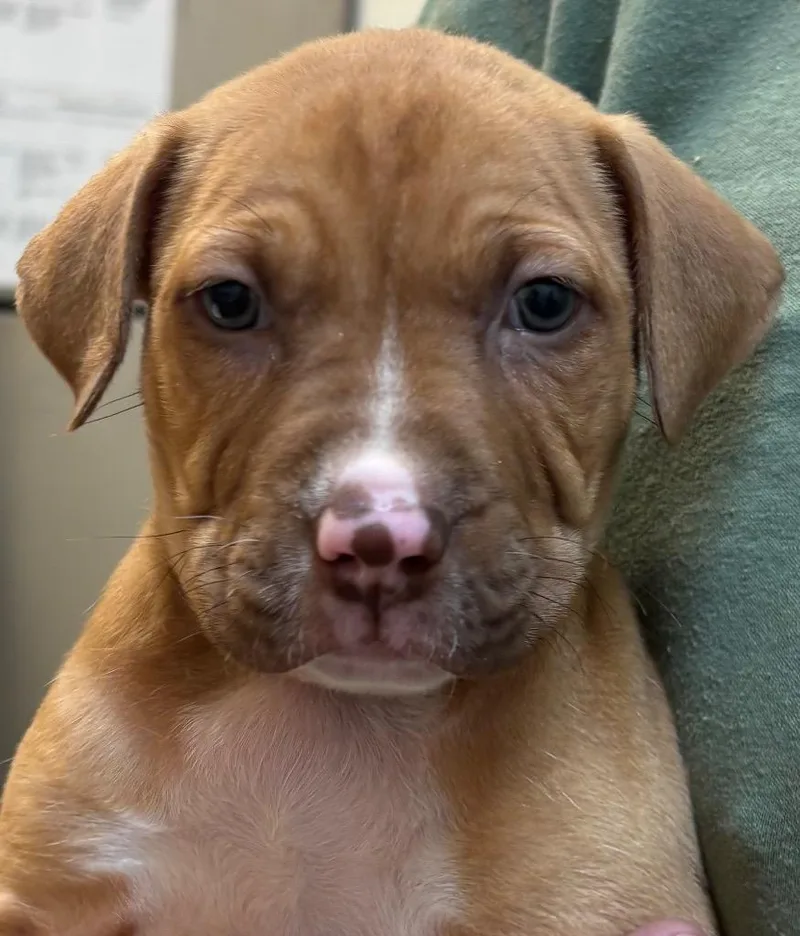 A baby small-sized male Pit Bull Terrier dog named Charlie for adoption in Elizabethton, TN