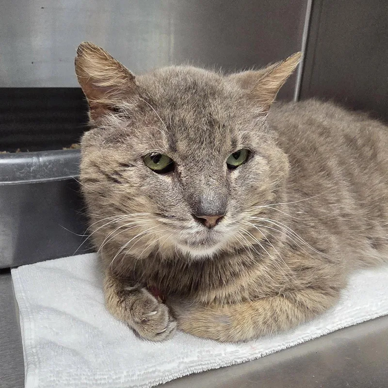 An adult medium-sized male Gray & White Tabby cat named Phil for adoption in Magnolia Springs, AL