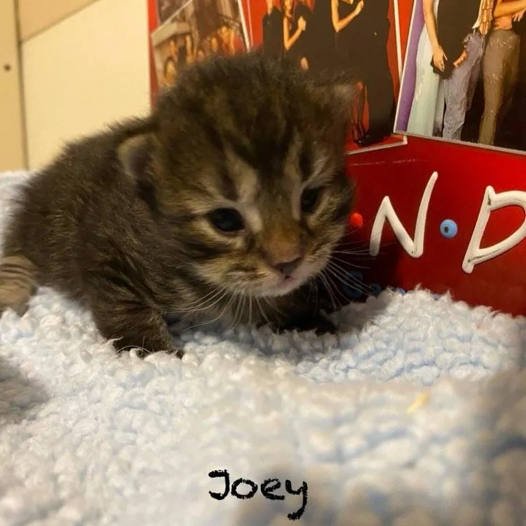 A baby small-sized male Brown / Chocolate Domestic Short Hair cat named Joey for adoption in Centerville, TN