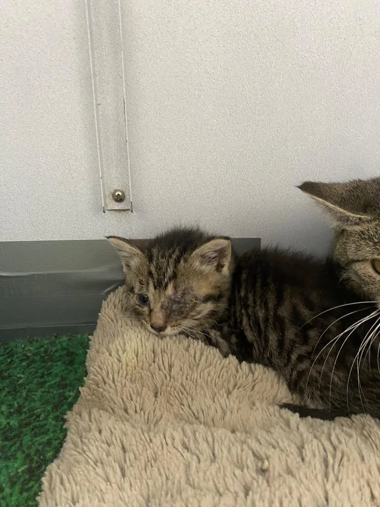 A baby medium-sized female American Shorthair cat named Gaillis for adoption in Van Wert, OH