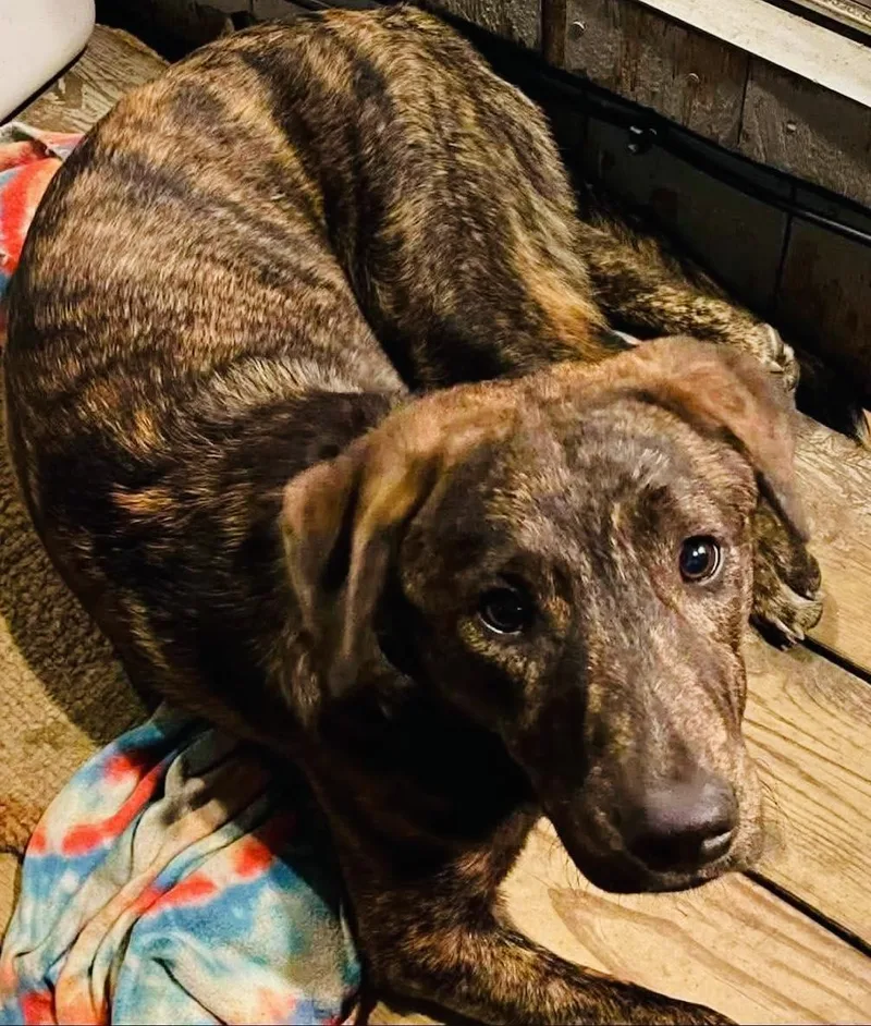 An adult large-sized male Brindle Mixed Breed dog named Ozzy for adoption in Brooks, ME