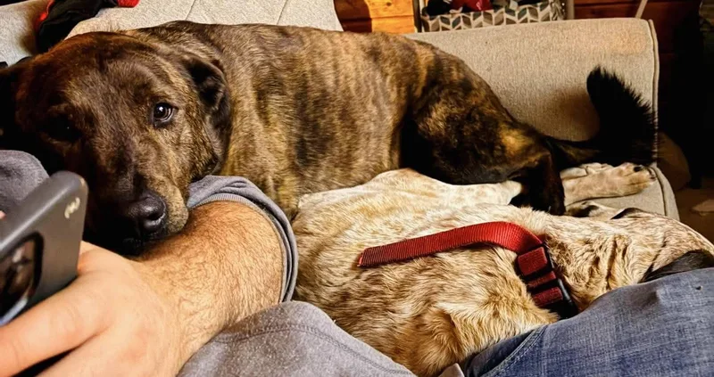 Ozzy thumbnail 5