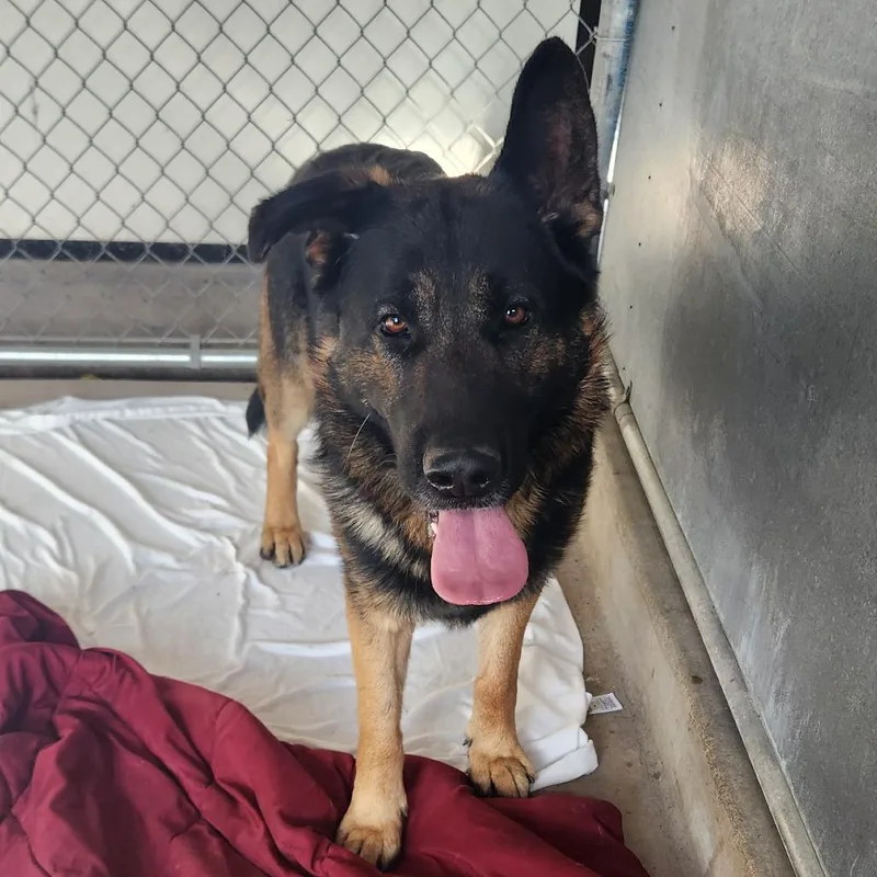 An adult large-sized male German Shepherd Dog dog named Soup for adoption in St. Helena, CA