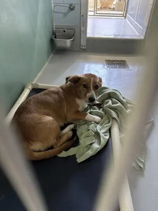 An adult small-sized female Mixed Breed dog named Waffles for adoption in Cumming, GA