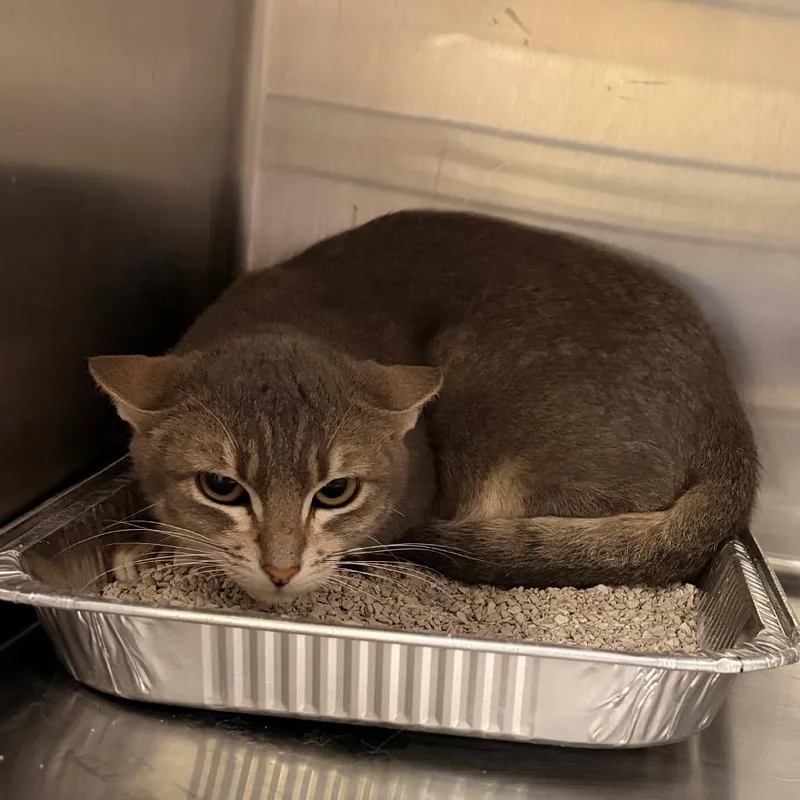 An adult small-sized female Gray / Blue / Silver Domestic Short Hair cat named Cement for adoption in San Gabriel, CA