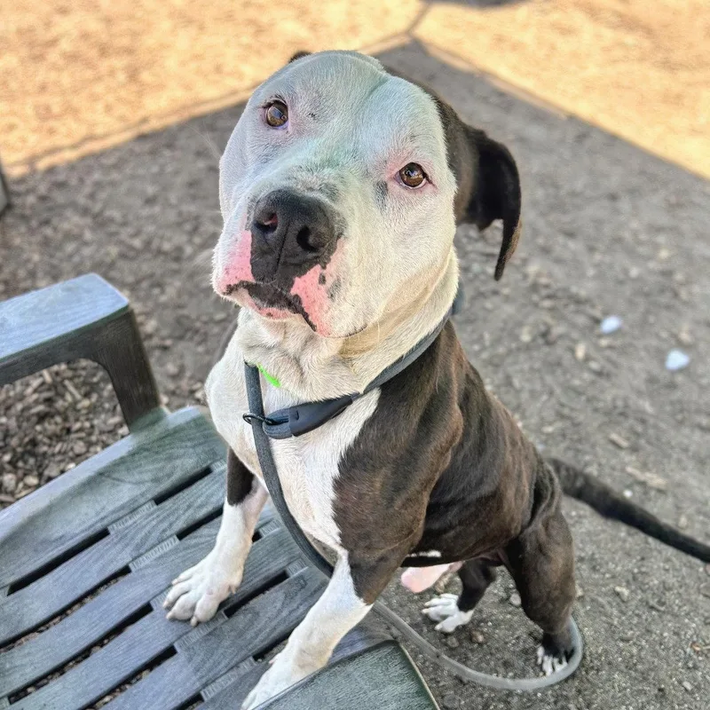 A young medium-sized male Pit Bull Terrier dog named Bucky for adoption in Oakland, CA