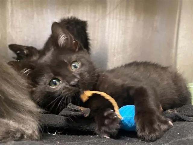 A baby small-sized female Domestic Short Hair cat named Sunfyre for adoption in Tustin, CA