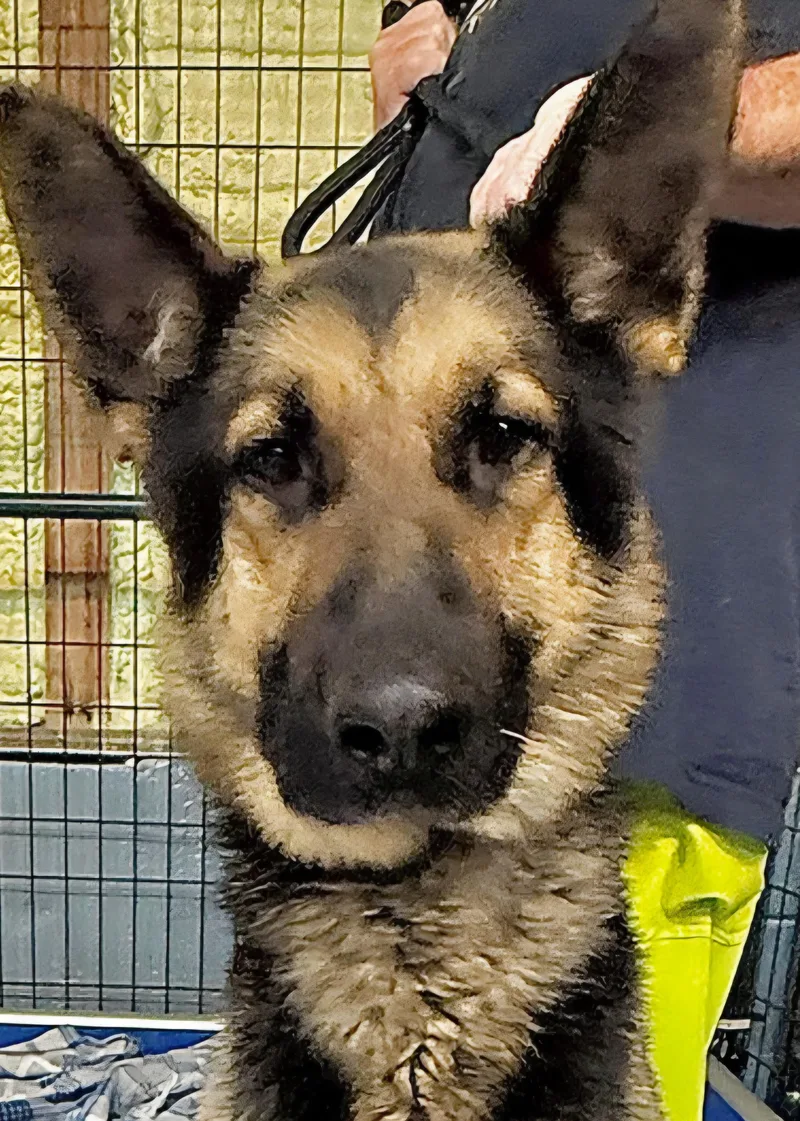 An adult large-sized male German Shepherd Dog dog named Hank for adoption in Knoxville, TN