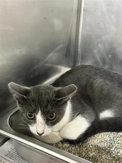 A baby medium-sized female Domestic Short Hair cat named Lexus for adoption in Largo, FL