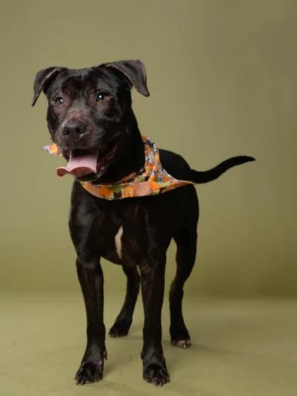 A senior medium-sized male Pit Bull Terrier dog named Smucker for adoption in Atlanta, GA