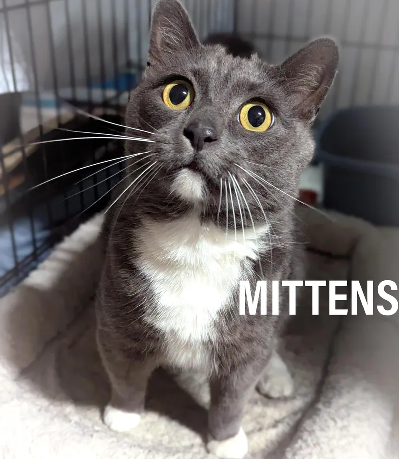 Mittens