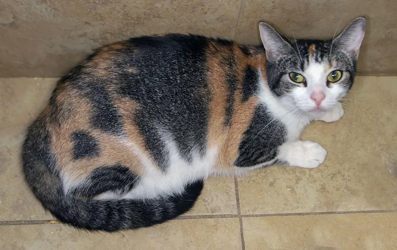 Cali  Center thumbnail 2