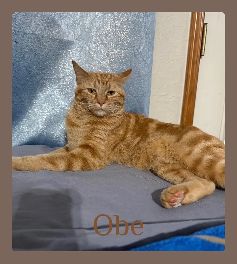 A young medium-sized male Tabby (Orange / Red) Tabby cat named Obe for adoption in Lawton, OK