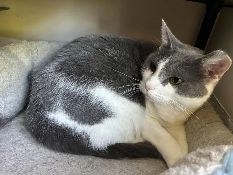 An adult medium-sized female Gray & White Domestic Short Hair cat named Domino for adoption in O'Fallon, MO