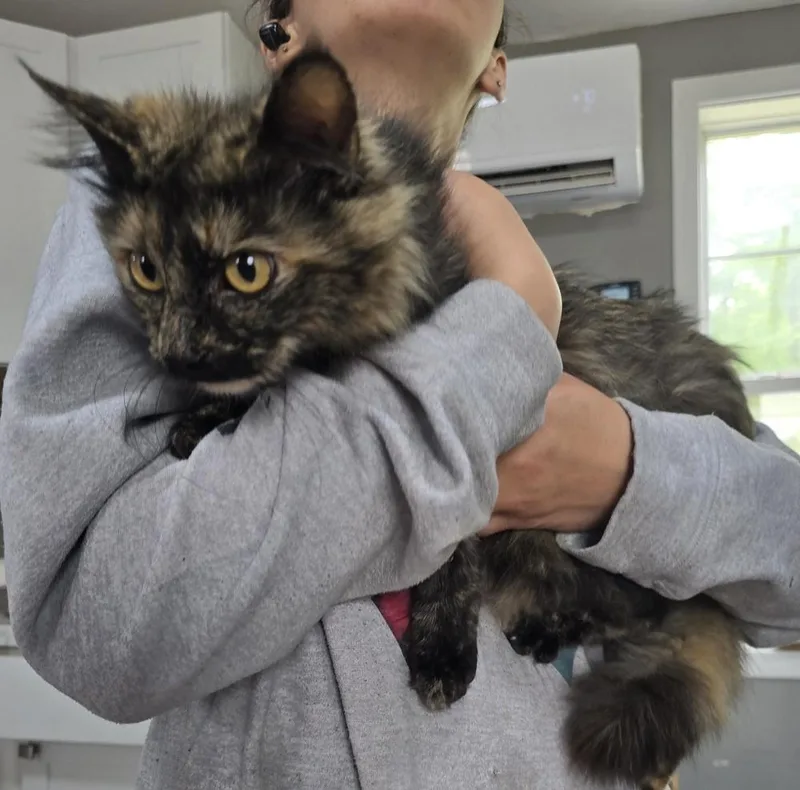 An adult medium-sized female Domestic Short Hair cat named Peppa for adoption in Dickson, TN