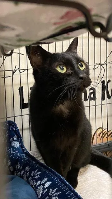 An adult medium-sized male Black Domestic Short Hair cat named Thatch for adoption in Clinton Township, MI