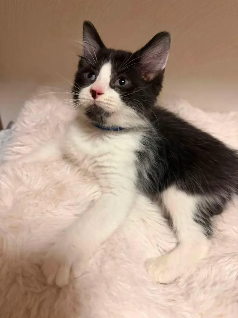 A baby medium-sized male Black & White / Tuxedo Domestic Short Hair cat named Wally for adoption in Battle Creek, MI