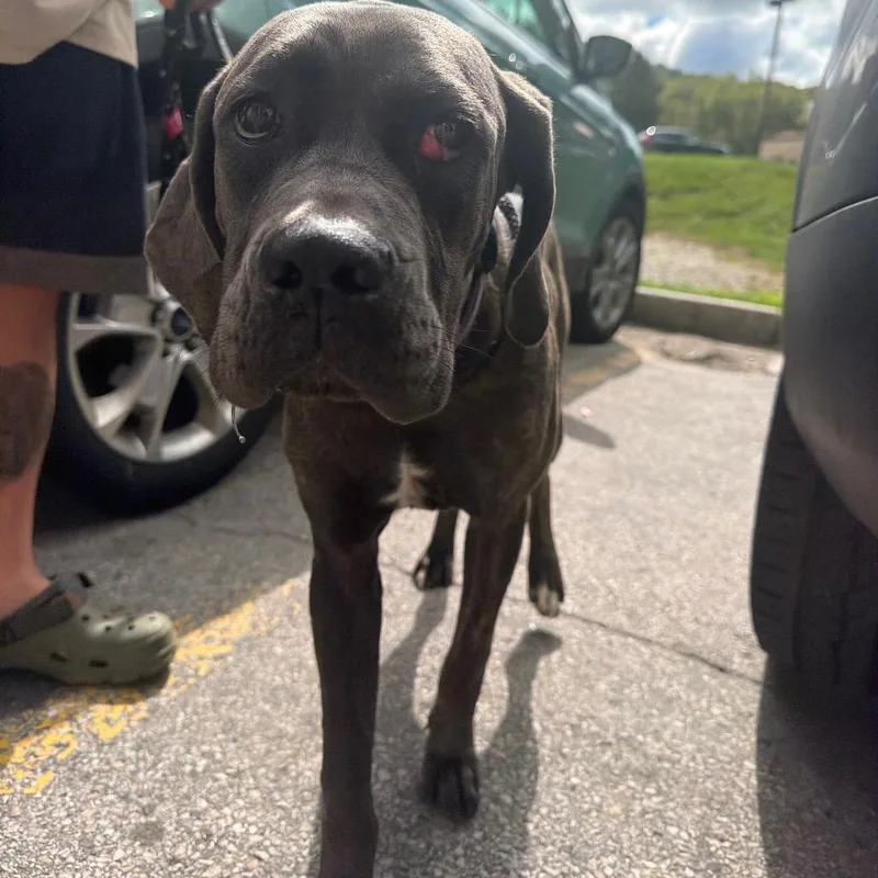 A young small-sized female Brindle Cane Corso dog named Mabel for adoption in manchester, PA