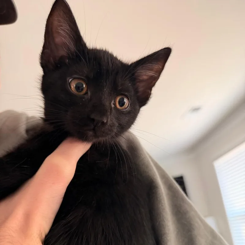 A baby small-sized female Black Domestic Short Hair cat named Blackberry for adoption in Inman, SC