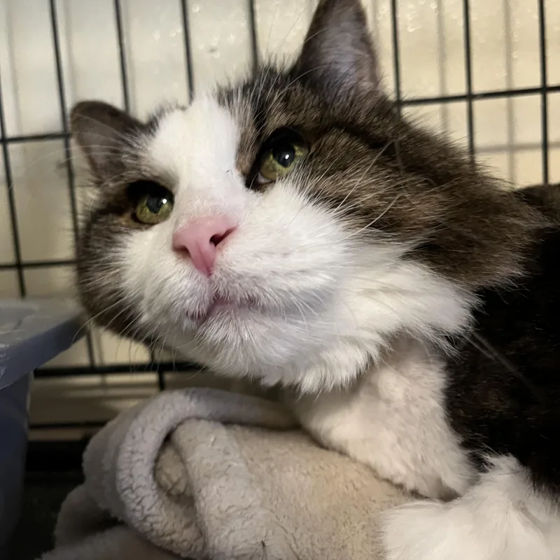 Ludo The Grouch thumbnail 2