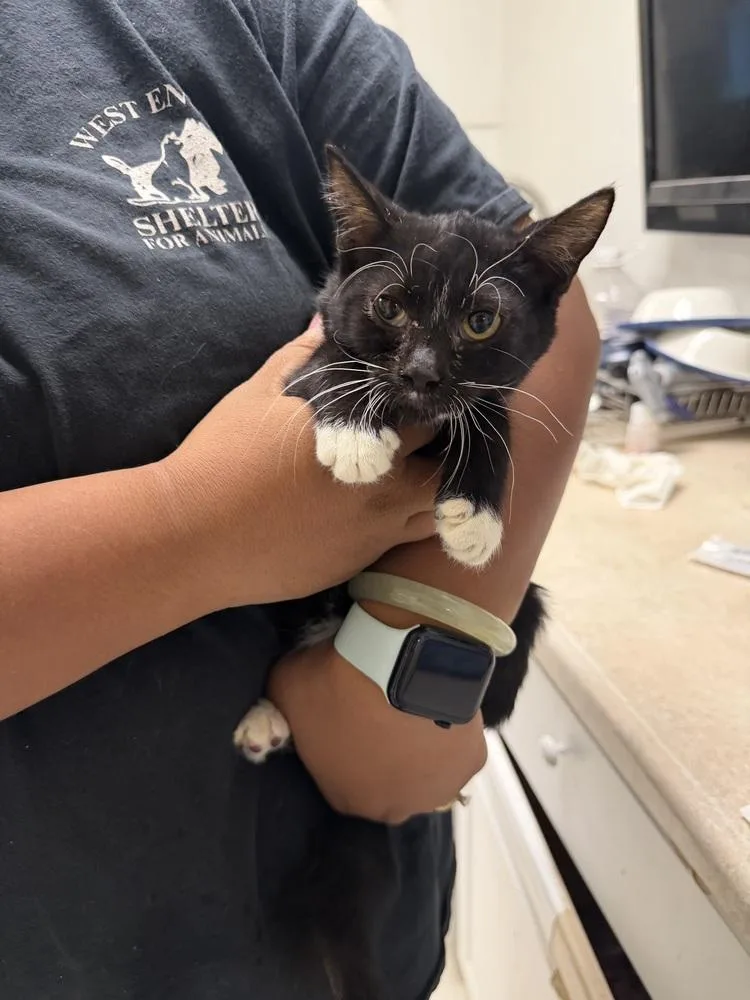 A baby small-sized female Black & White / Tuxedo Domestic Short Hair cat named Tara for adoption in Ontario, CA