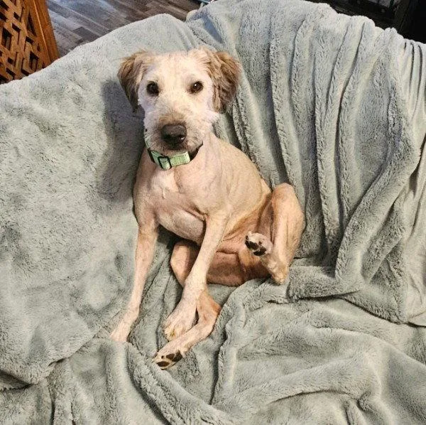 A young medium-sized male Poodle dog named Rocky for adoption in Oakhurst, NJ