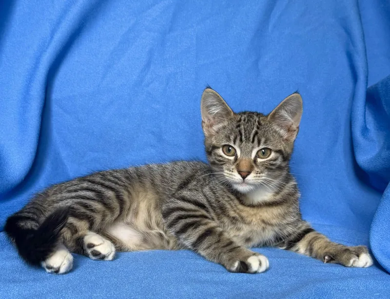 A baby medium-sized male Domestic Short Hair cat named Moon for adoption in Rowland Heights, CA