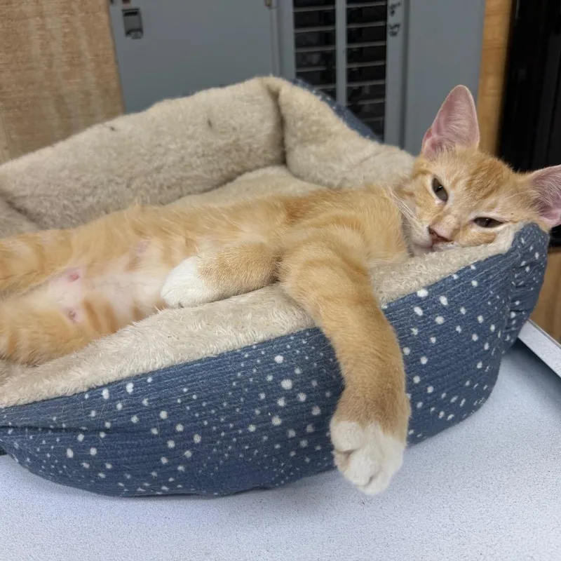 A young medium-sized female Orange / Red Domestic Short Hair cat named Sabrina for adoption in New York, NY