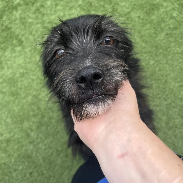 An adult small-sized male Black Mixed Breed dog named Spec for adoption in Matteson, IL