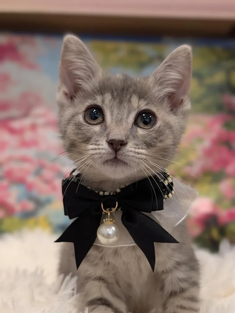 A baby small-sized female Domestic Short Hair cat named Lucky for adoption in Fremont, CA