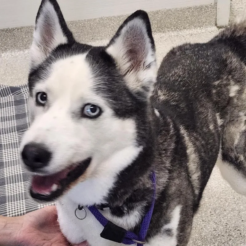 A senior medium-sized female Black Husky dog named Bella for adoption in Novelty, OH