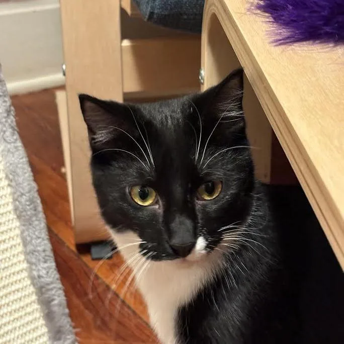 Squidward thumbnail 3