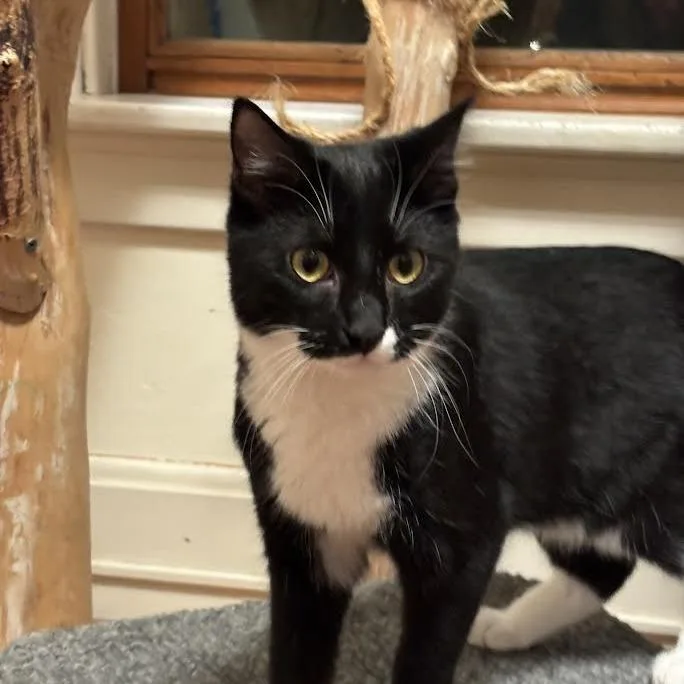 Squidward thumbnail 4