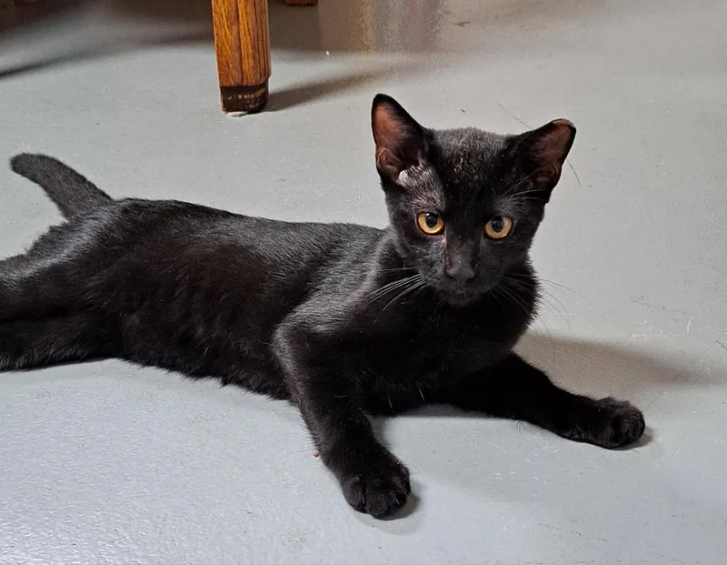 A young medium-sized male Black Domestic Short Hair cat named Jojo for adoption in McKinney, TX