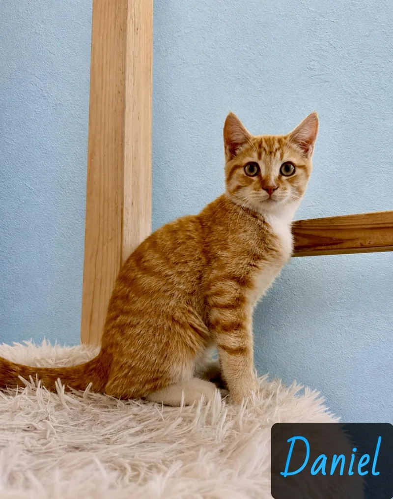 A young medium-sized male Orange & White Domestic Short Hair cat named Daniel for adoption in Englewood, FL