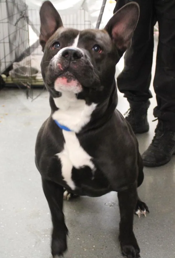 An adult medium-sized male Pit Bull Terrier dog named Pen Fennec Fox for adoption in Lawrenceville, GA