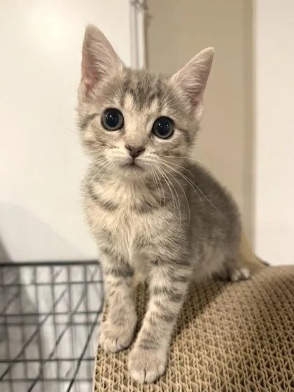 A baby small-sized female Domestic Short Hair cat named Ms. Vickies for adoption in West Chester, PA