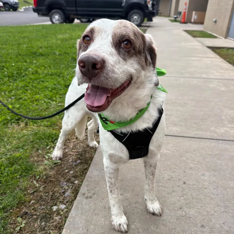 An adult medium-sized male White / Cream Australian Shepherd dog named Hardy for adoption in Fairmont, WV