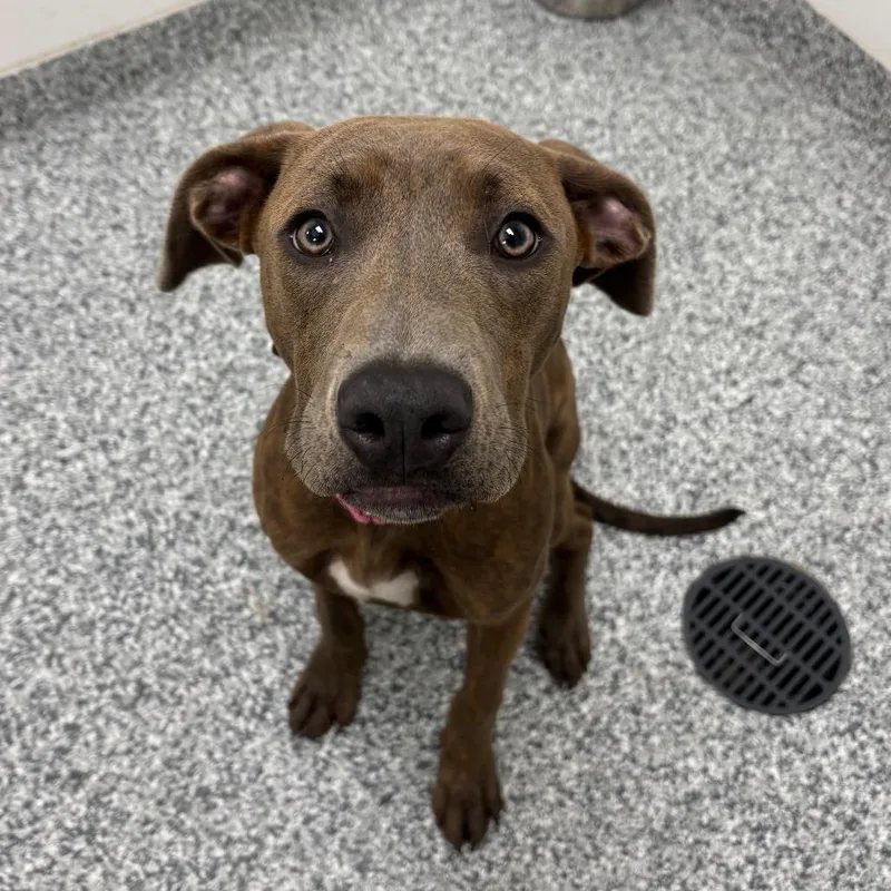 A young medium-sized male Brindle Mountain Cur dog named Brisk for adoption in Brookfield, WI