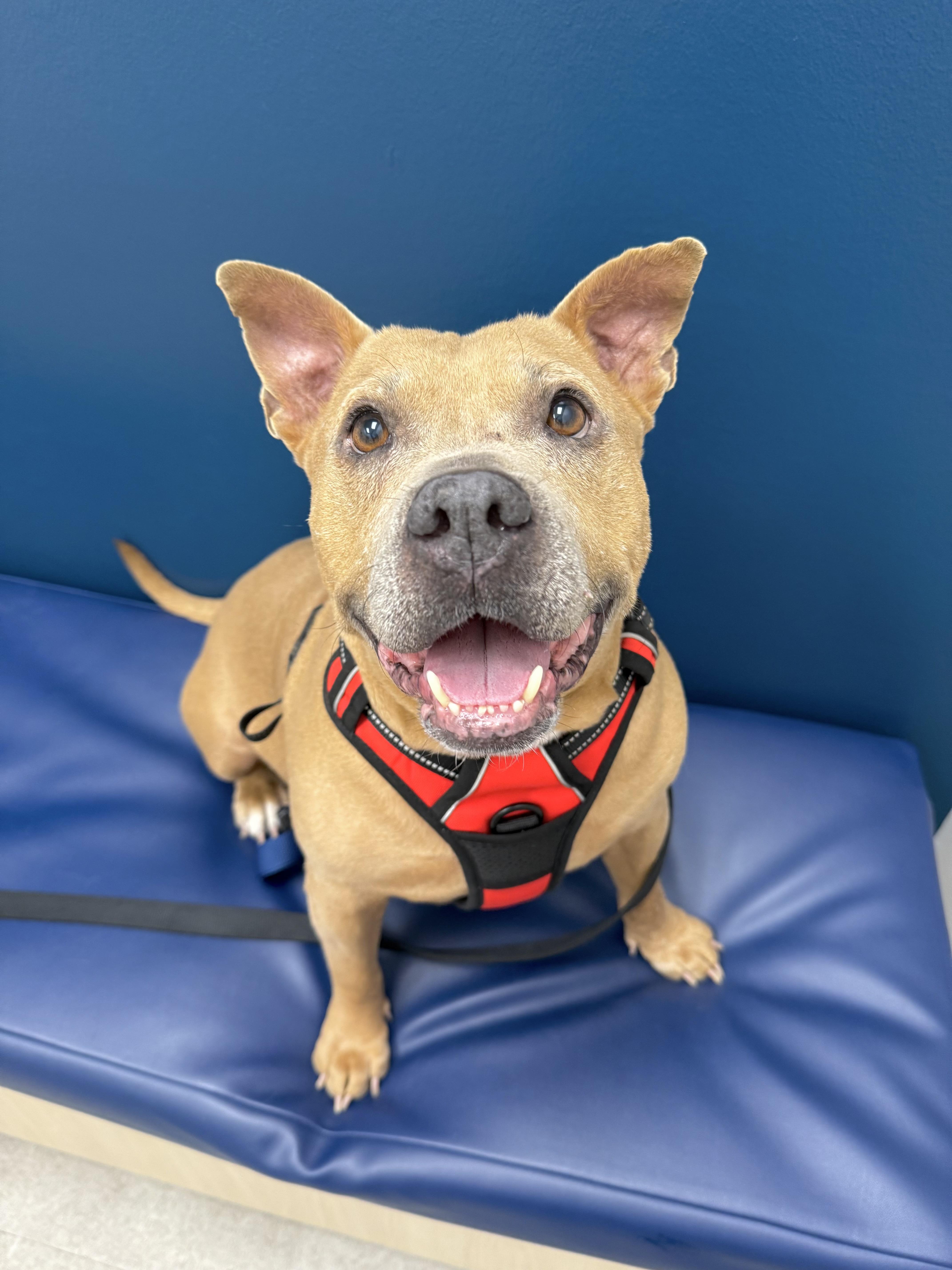 A senior medium-sized male Golden American Staffordshire Terrier dog named Moose for adoption in Austin, TX