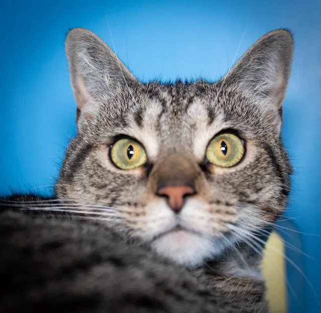 An adult medium-sized female Domestic Short Hair cat named Zoe for adoption in Boston, MA