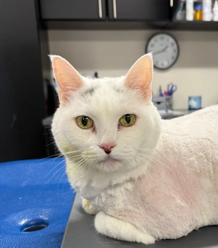 An adult extra large-sized female Domestic Short Hair cat named Tina for adoption in Yankton, SD