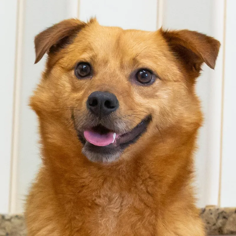 An adult medium-sized male Golden Mixed Breed dog named Chong for adoption in Cartersville, GA